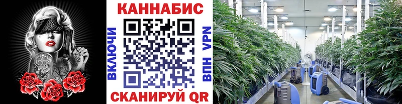 Бошки Шишки OG Kush  Дубна 